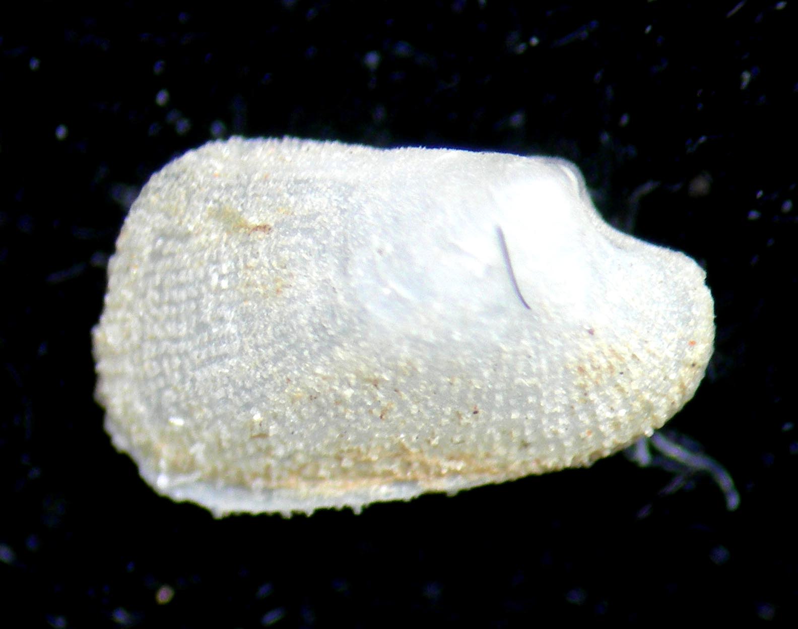 bivalve sp